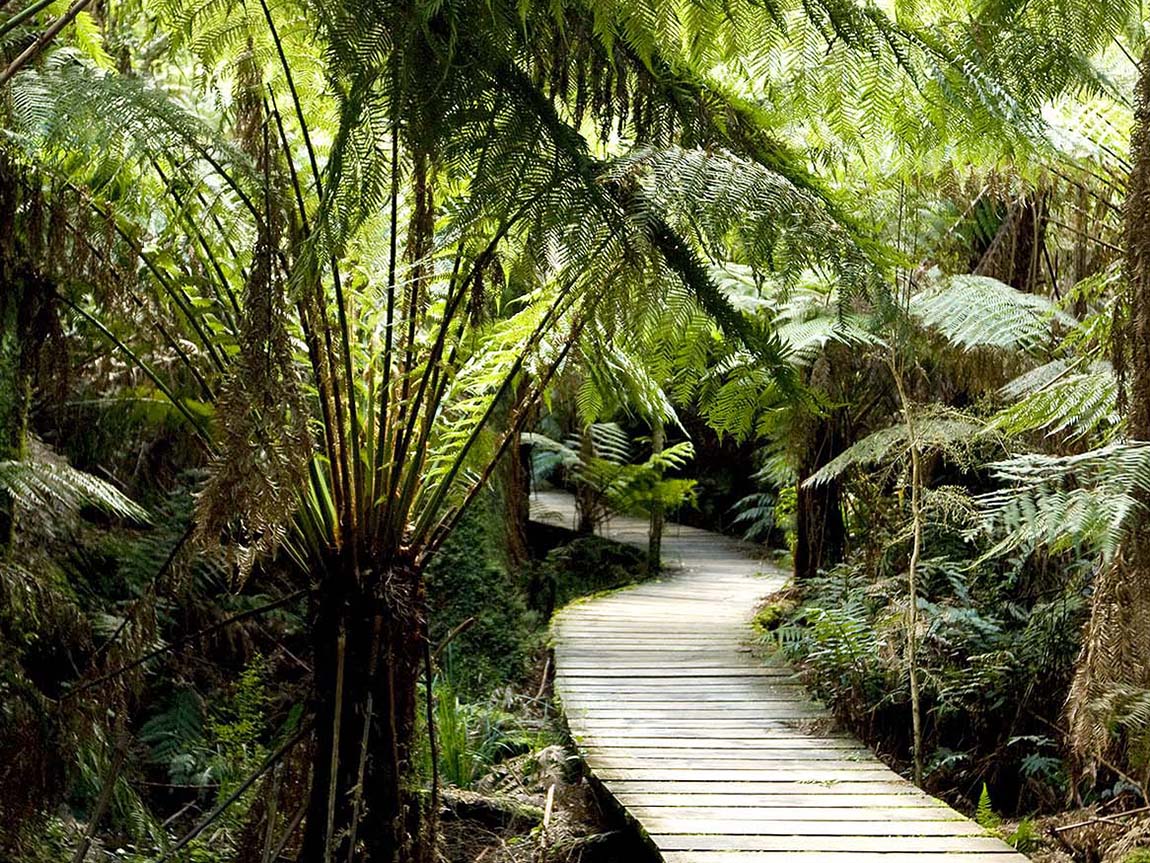 jcmi39 | Maits Rest Rainforest Walk: Nature Walk in the Otways