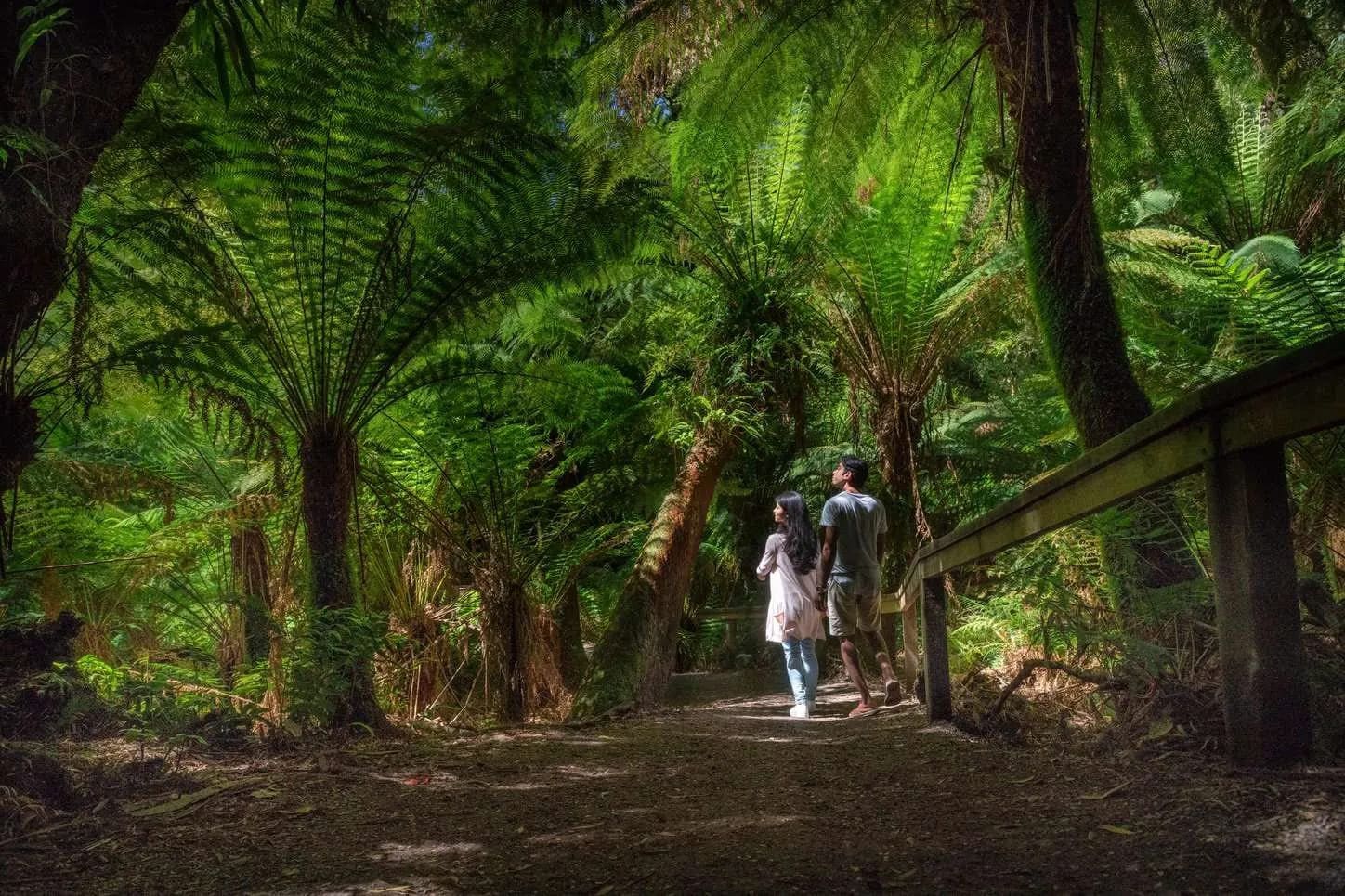 jcmi39 | Maits Rest Rainforest Walk: Nature Walk in the Otways